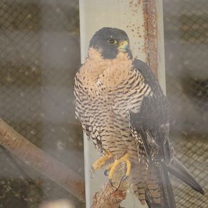 Peregrine Falcon