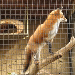 Red Fox Climbing