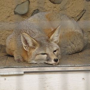 San Joaquin Kit Fox