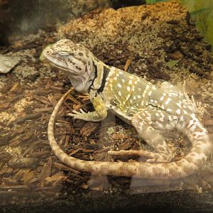 Collared Lizard