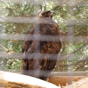 Golden Eagle