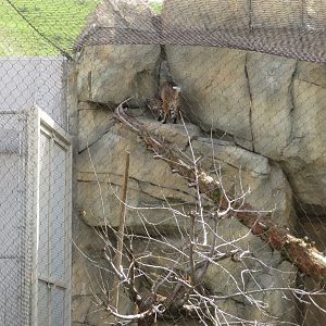Bobcat Climbing