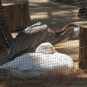 American Pelican Comparison