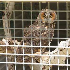 Long-eared Owl