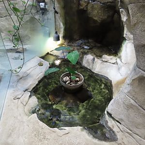 Blanding’s Turtle Exhibit