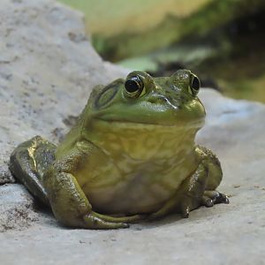 American Bullfrog