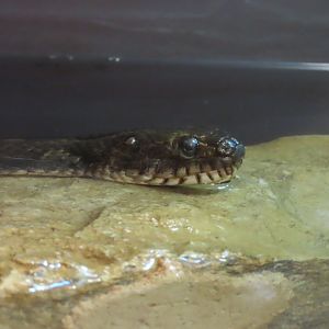 Common Watersnake