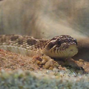 Western Hognose Snake