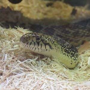 Bullsnake