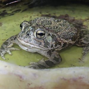 Great Plains Toad