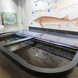 Paddlefish and Sturgeon Touch Tank
