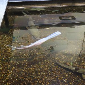 Paddlefish and Sturgeon Touch Tank