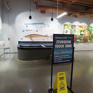 Paddlefish and Sturgeon Touch Tank