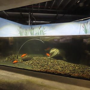 Common Snapping Turtle Tank