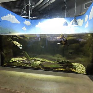Mixed-species Turtle Tank