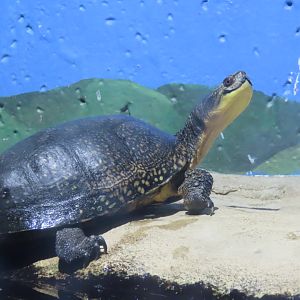 Blanding’s Turtle