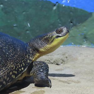Blanding’s Turtle