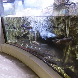Trout Tank