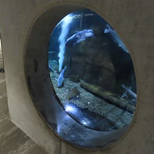 Window into Large River Tank