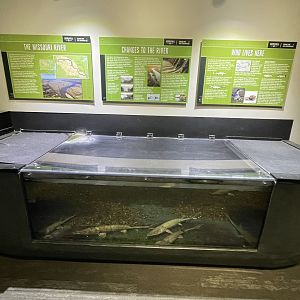 Paddlefish & Sturgeon Touch Tank Underwater View