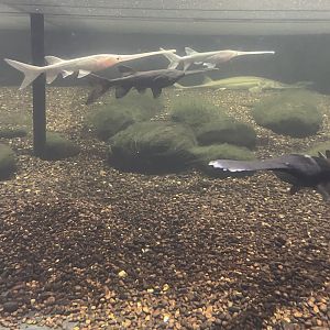 Paddlefish & Sturgeon Touch Tank Underwater View