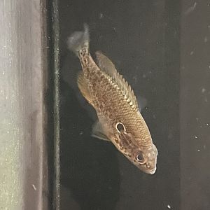 Orangespotted Sunfish