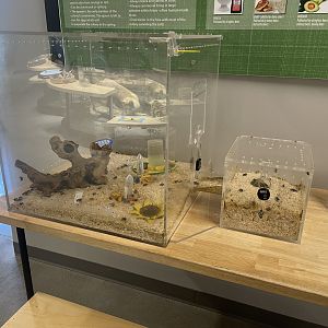 Bumblebee Exhibit