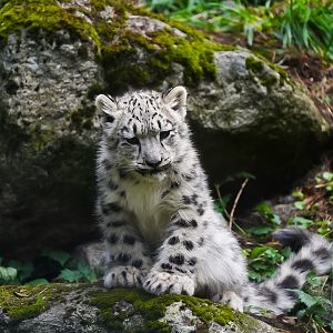 Snow Leopard Cub