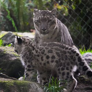 Snow Leopard Mother & Cub