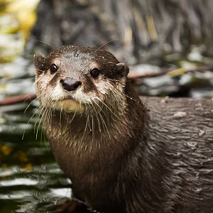 Asian Small-Clawed Otter