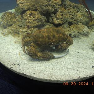 unsigned crab