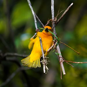 Taveta Golden Weaver