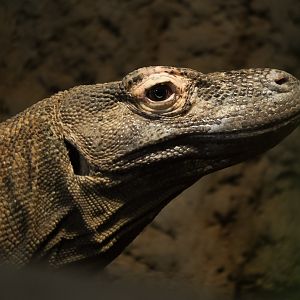 Komodo Dragon