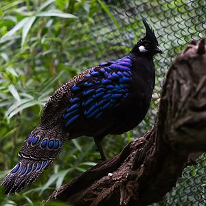 Palawan Peacock Pheasant