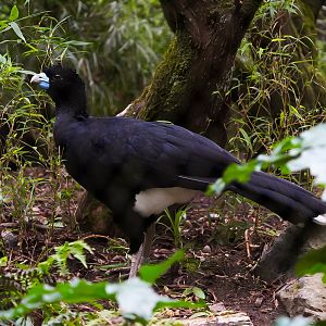 Blue-billed Currassow