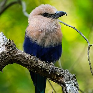 Blue-bellied Roller