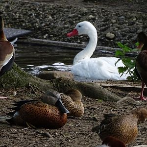 Coscoroba swan, red shoveler and black-bellied whistling duck