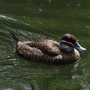 Lake duck (Oxyura vittata)
