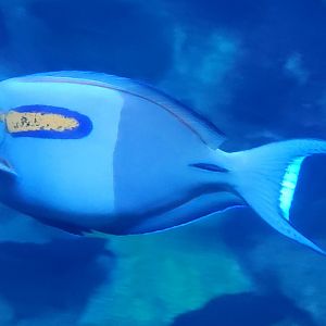 Orange Band Surgeonfish
