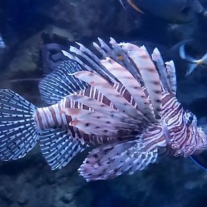 Red Lionfish