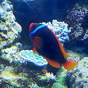 Tomato Clownfish
