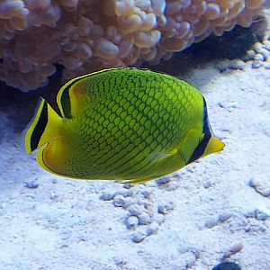 Latticed Butterflyfish