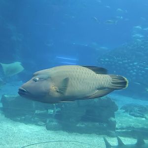 Humphead Wrasse