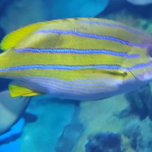 Common Bluestripe Snapper
