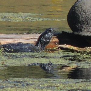 unknown kansas turtle