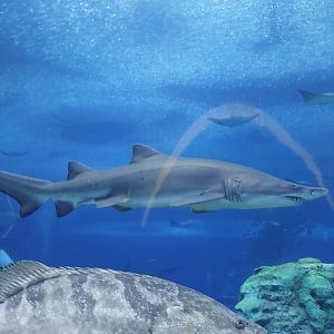 Sand Tiger Shark