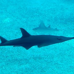 Bottlenose Wedgefish