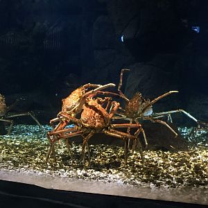 Japanese Spider Crab