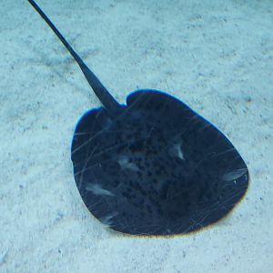 Round Ribbontail Ray