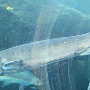 Chinese Sturgeon